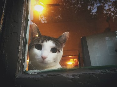 Cat in a window.