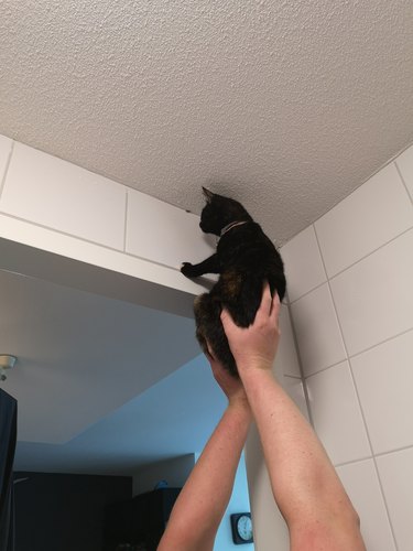 Using cat to eat bugs on ceiling