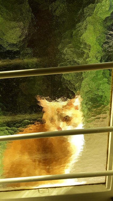 Cat through textured glass window.