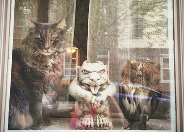 Cat in window with two gargoyle statues.