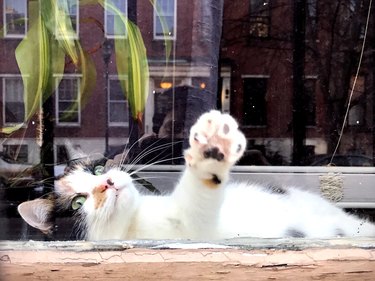 Cat pressing its paw against a window.