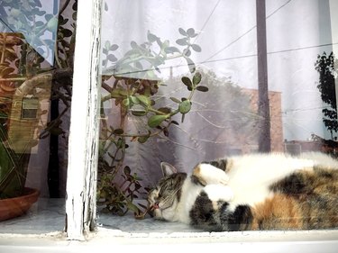 Chubby cat sleeping a window.