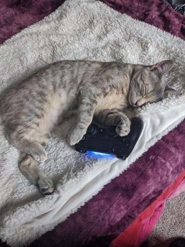 A cat is sleeping with a gaming controller.