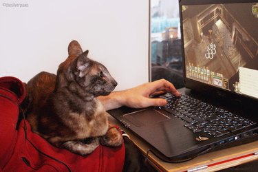 A cat is sitting on a person's lap watching game on laptop.