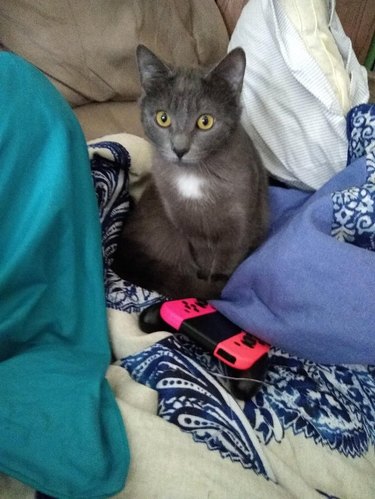 A cat is sitting next to a gaming controller.