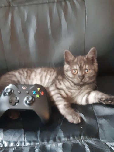 A cat is sitting on a couch with a gaming controller.