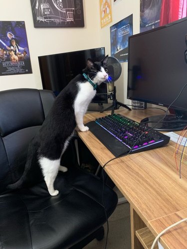 A cat is sitting on a chair in front of a gaming PC setup.