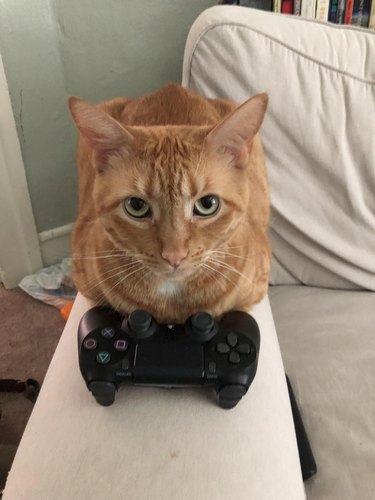 A ginger cat is with a video game controller.