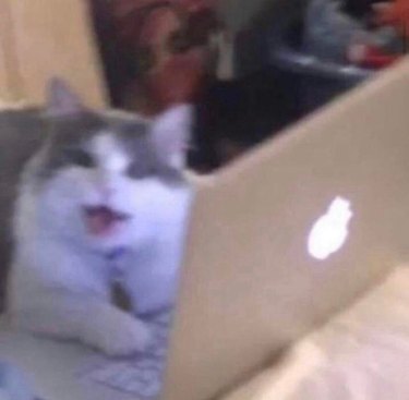 A cat is meowing on a laptop.