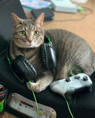 Cat with gaming controller and headphones