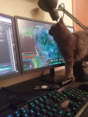 Cat looking at computer displaying video game