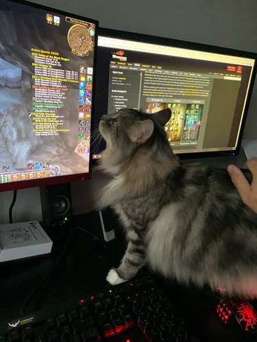 Cat looking at World of Warcraft on PC monitor