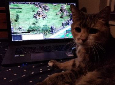 A cat is with a laptop showing the Age of Empires video game.
