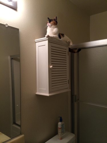 Very noble cat sitting on medicine cabinet