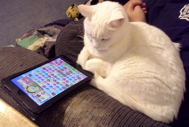 A white cat is looking at a tablet displaying a mobile game.