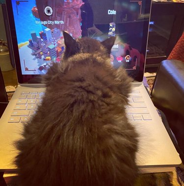 A cat is sitting on a laptop displaying Lego Ninjago.