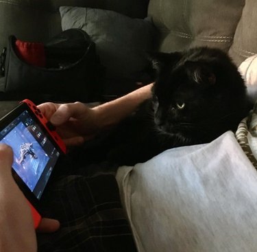 A black cat is watching a game on a Nintendo Switch.
