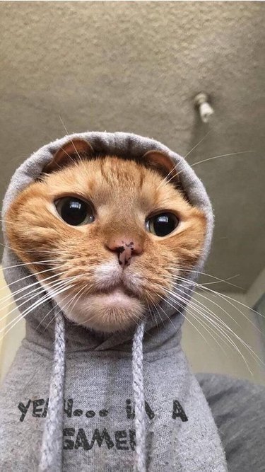 Cat wearing hoodie that says "Yeah... I'm a gamer"
