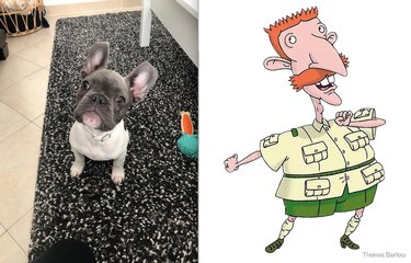 French bulldog named after Nigel Thornberry from Nickelodeon cartoon