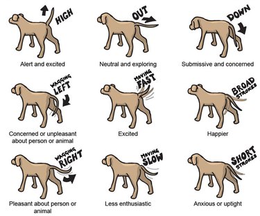 Dog tail wags meanings