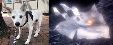 dog named Zero after ghost pup from The Nightmare Before Christmas