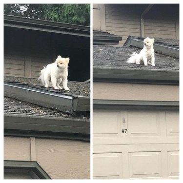 Dog sitting on roof.