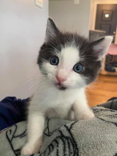 A gray and white foster kitten is adopted.