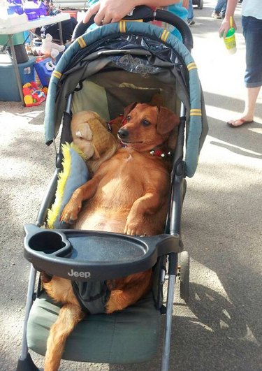 weiner dog in stroller