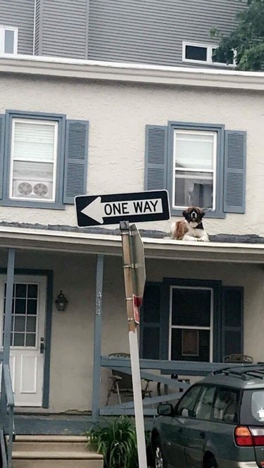 Dog sitting on roof.