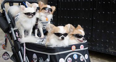 fancy dogs together in a stroller