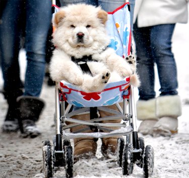 snowy dog in stroller