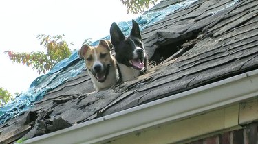 Two dogs looking out of hole in roof.