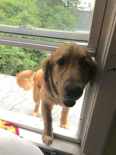 Dog coming inside through window from roof.