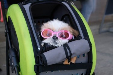 sunglasses doggo in stroller