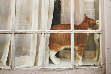 cats in windows doing funny stuff