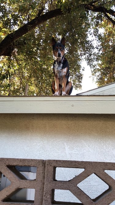 Dog sitting on roof.