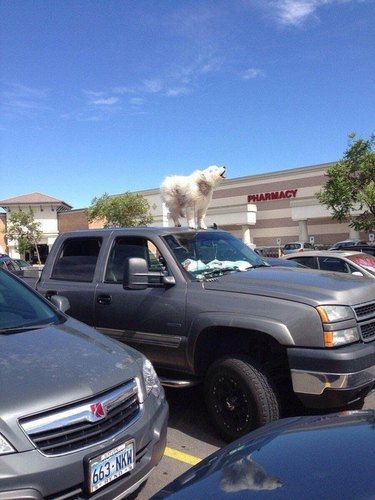 Howling dog standing on top of car in parking lot.