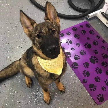 A German shepherd wearing a yellow bandana is adopted by foster parents.