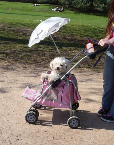 fluffy dog with umbrella