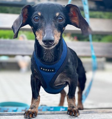 A dachshund is wearing a harness and is on a leash.