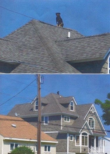 Dog sitting on very high roof.