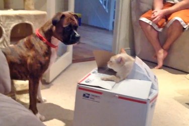 funny pranks played by pets