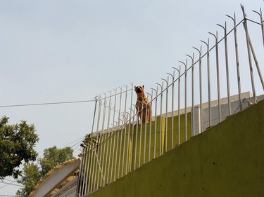 Dog on roof.