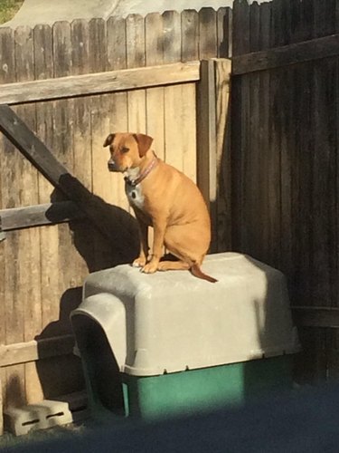 Dog sitting on roof of doghouse.