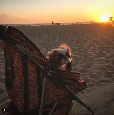 cute dog in a stroller on the beach at sunset