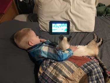 Cat and child cuddling while watching something on a tablet.