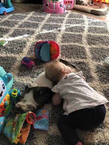 Toddler listening to cat's stomach.