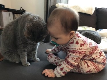 Cat and baby touching foreheads.