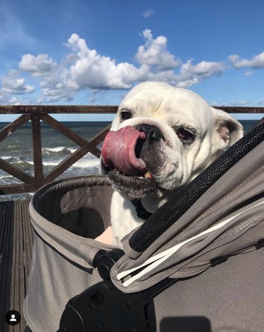 stroller dog with big tongue
