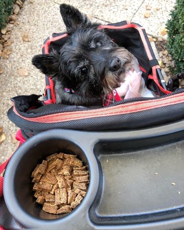 snacky terrier in a stroller